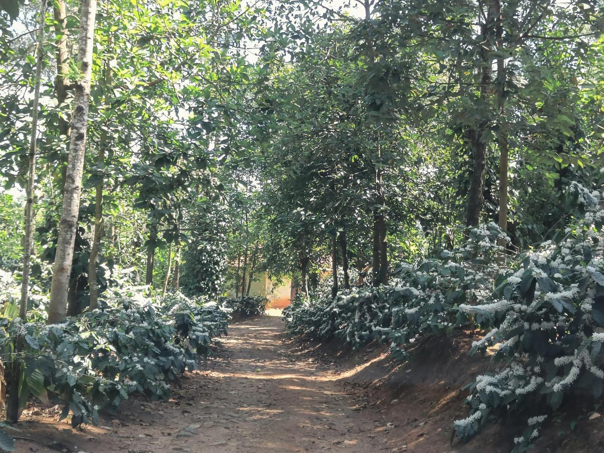 Jp Homestay Somwarpet Coorg Hangal Buitenkant foto